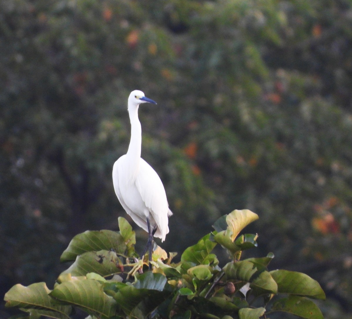 Little Egret - ML643021869