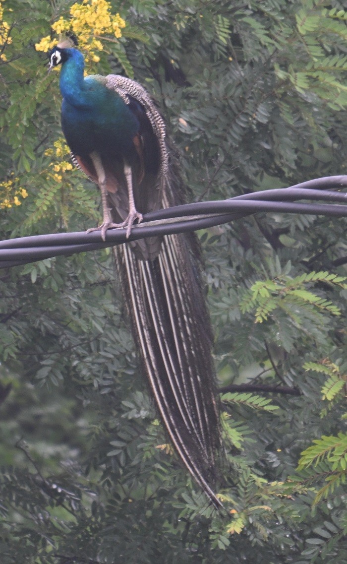 Indian Peafowl - ML643021870