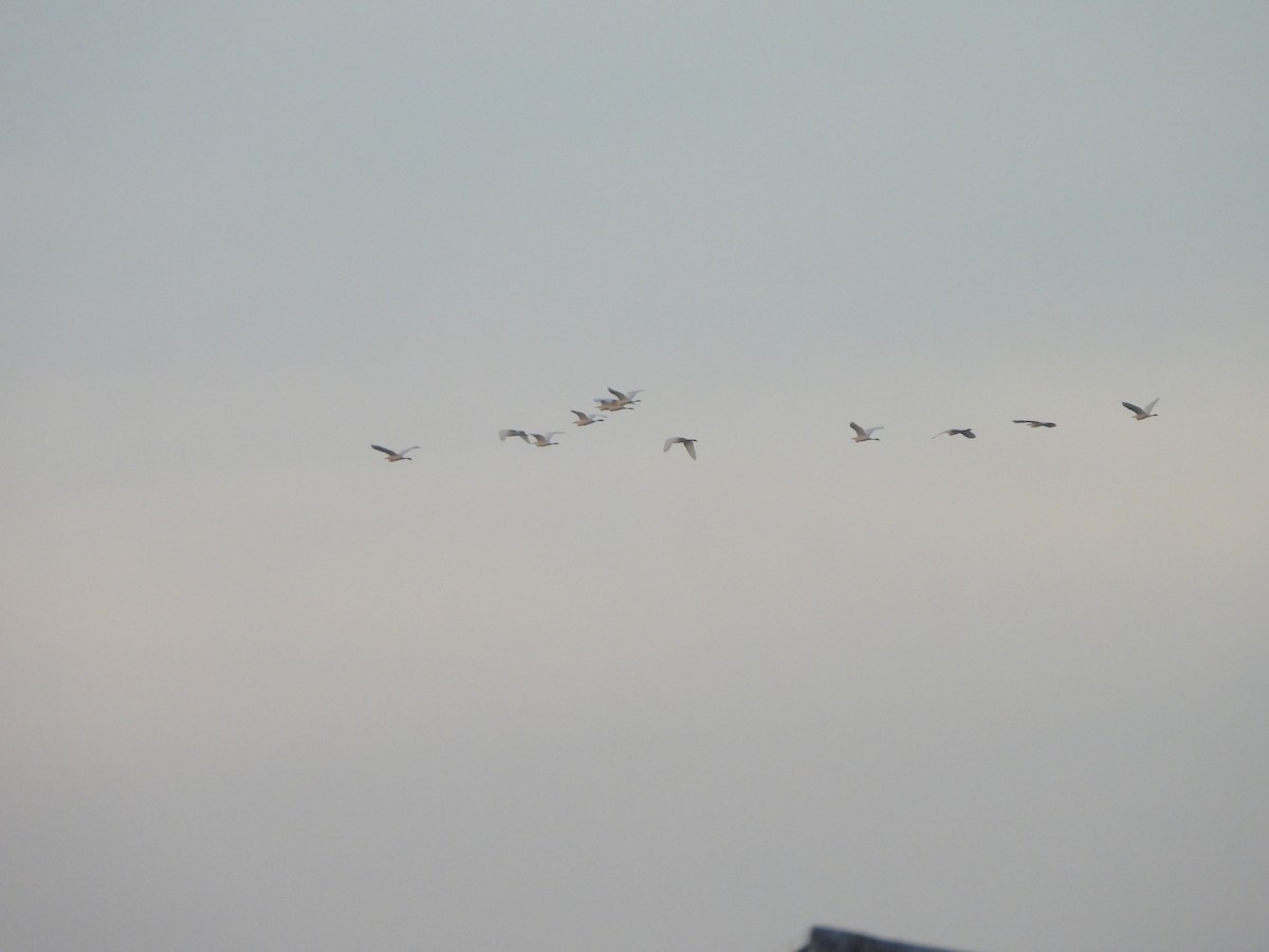 white egret sp. - ML643021871