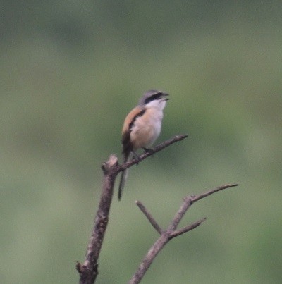 Long-tailed Shrike - ML643021872