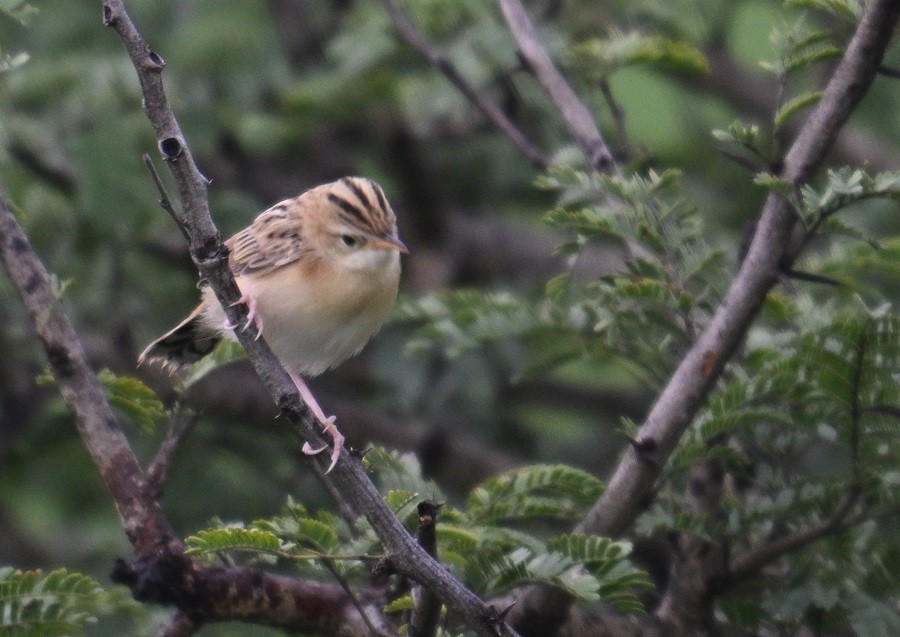 Zitting Cisticola - ML643021875