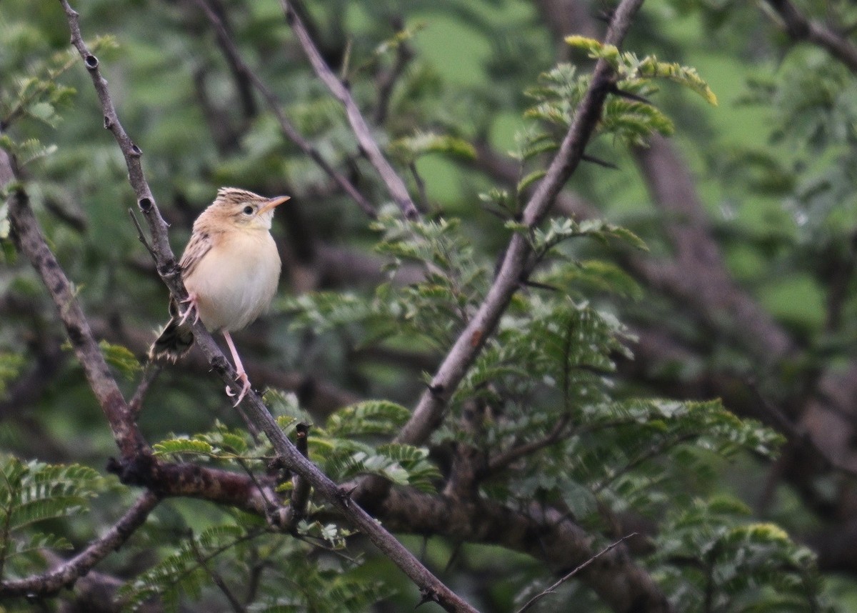 Zitting Cisticola - ML643021876