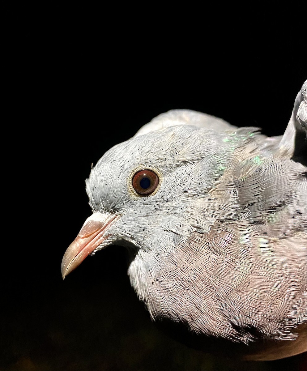 Stock Dove - ML643021877