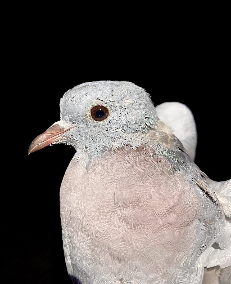 Stock Dove - ML643021878