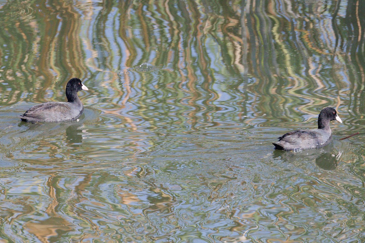 Eurasian Coot - ML643021879