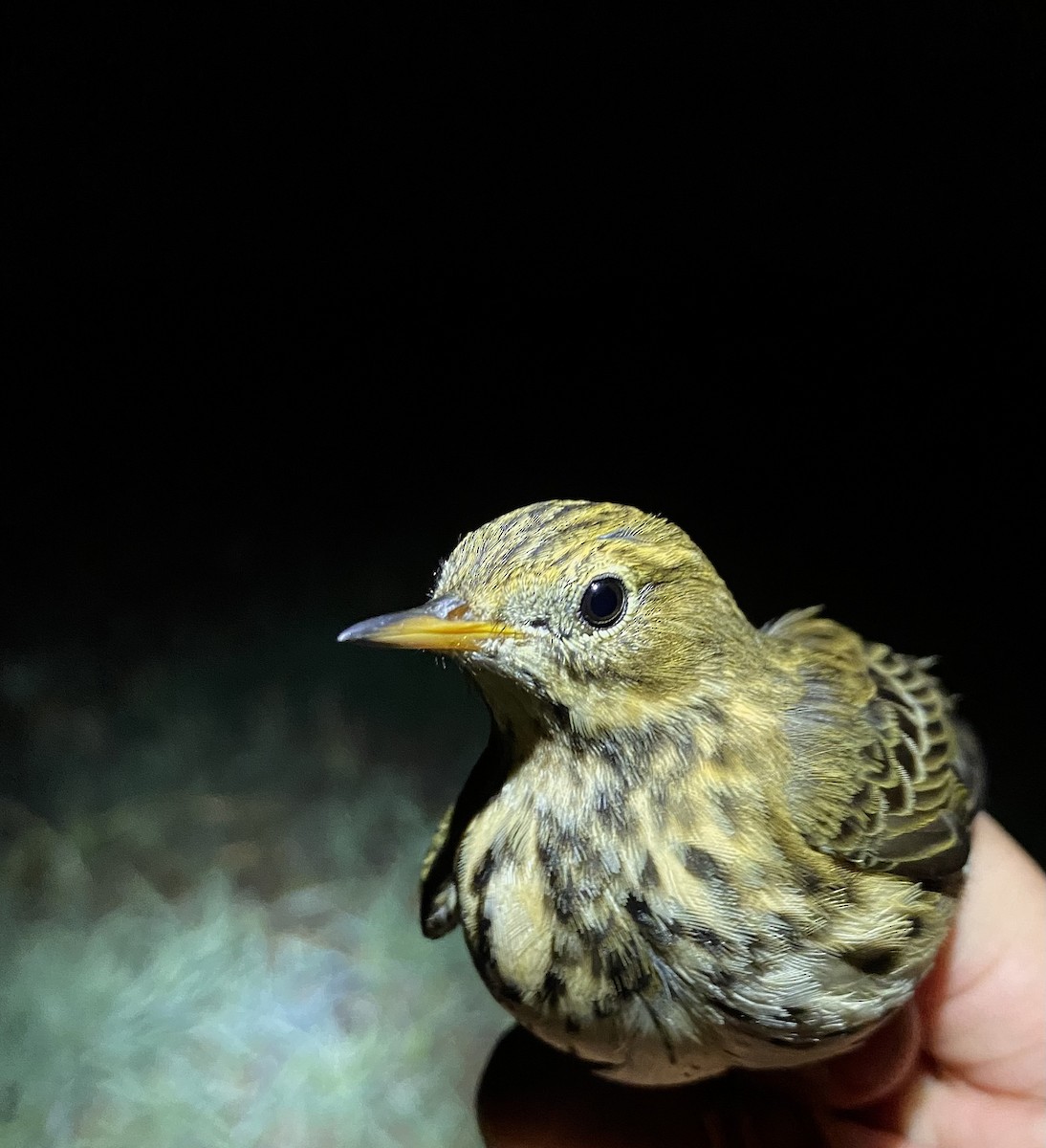 Meadow Pipit - ML643021883