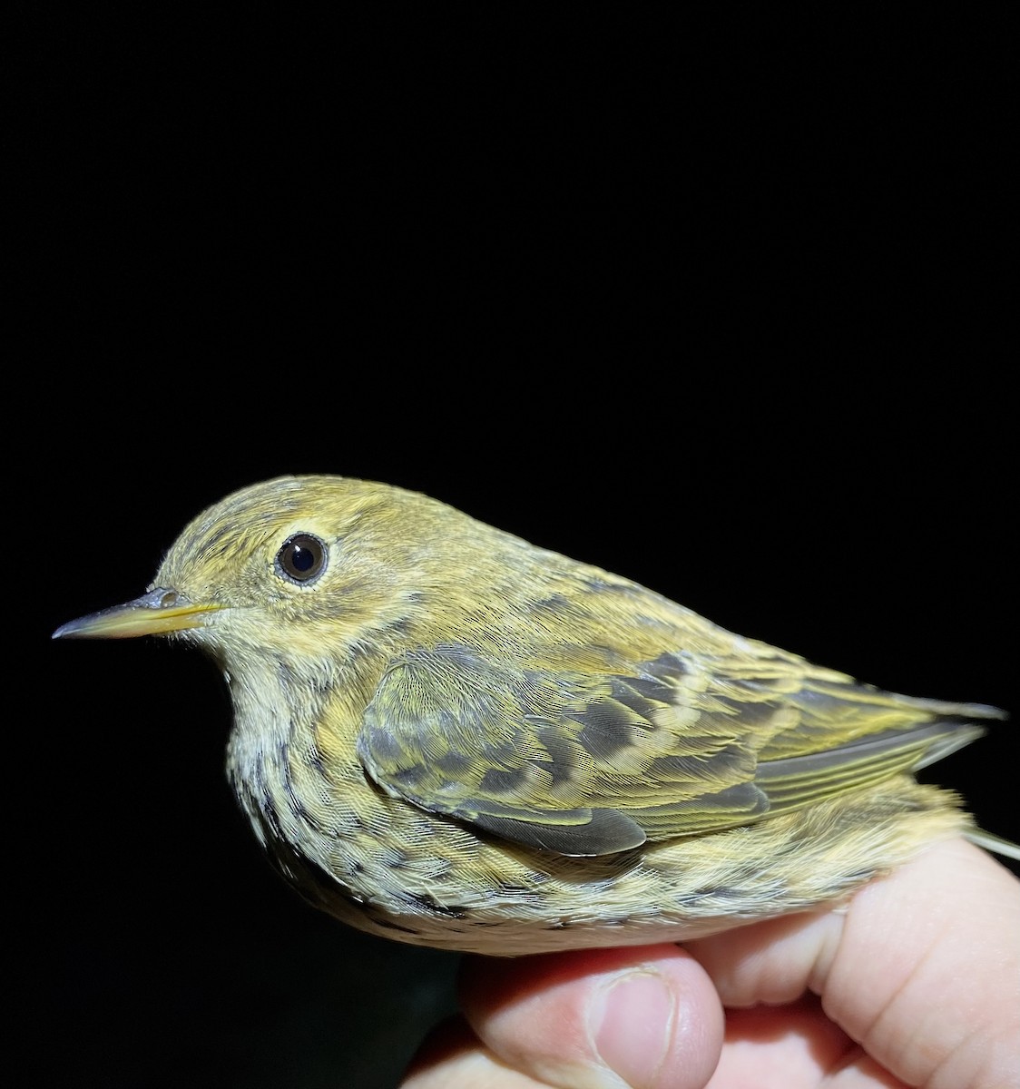 Meadow Pipit - ML643021884