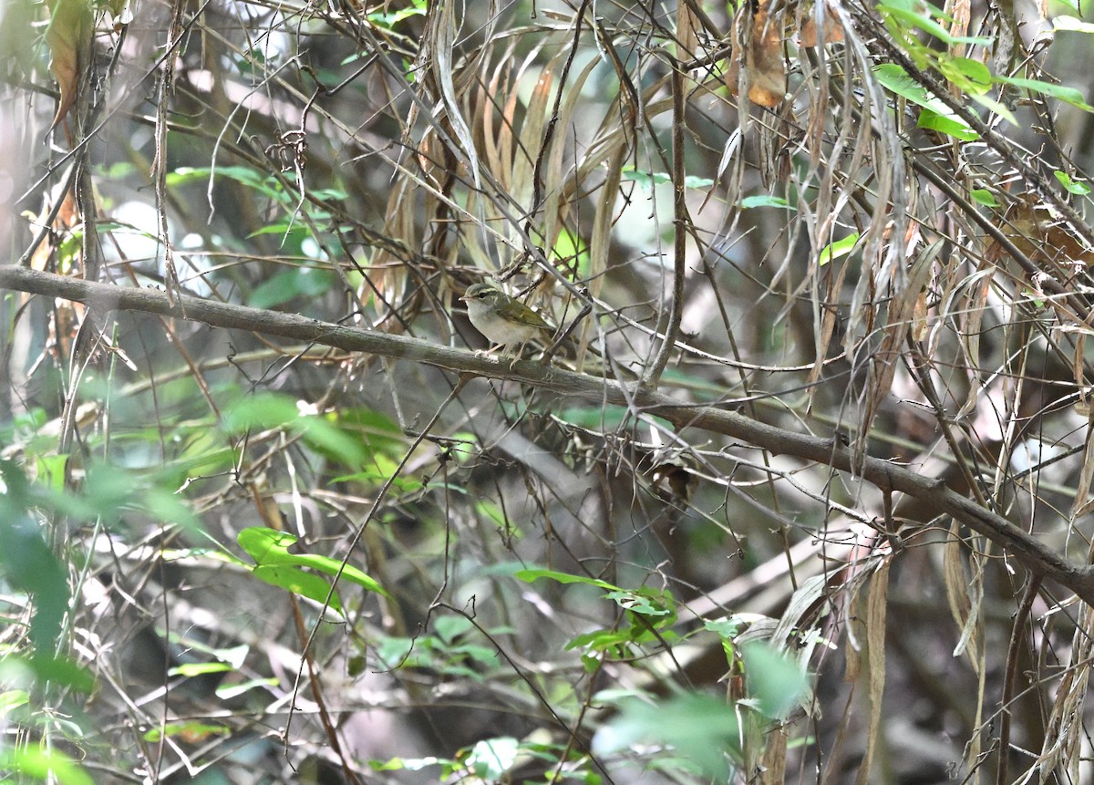 Pale-legged Leaf Warbler - ML643021888