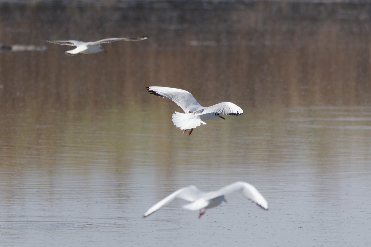 Black-headed Gull - ML643021898