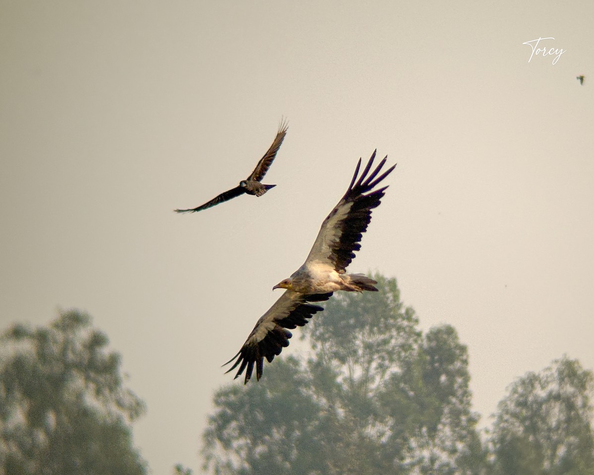 Egyptian Vulture - ML643021906