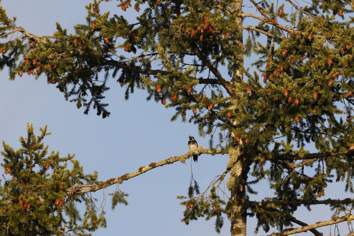 Acorn Woodpecker - ML643021909