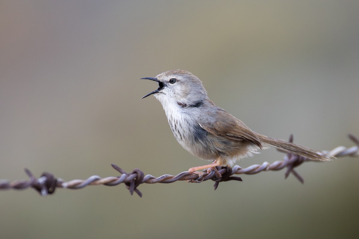 Prinia Namaqua - ML643021911