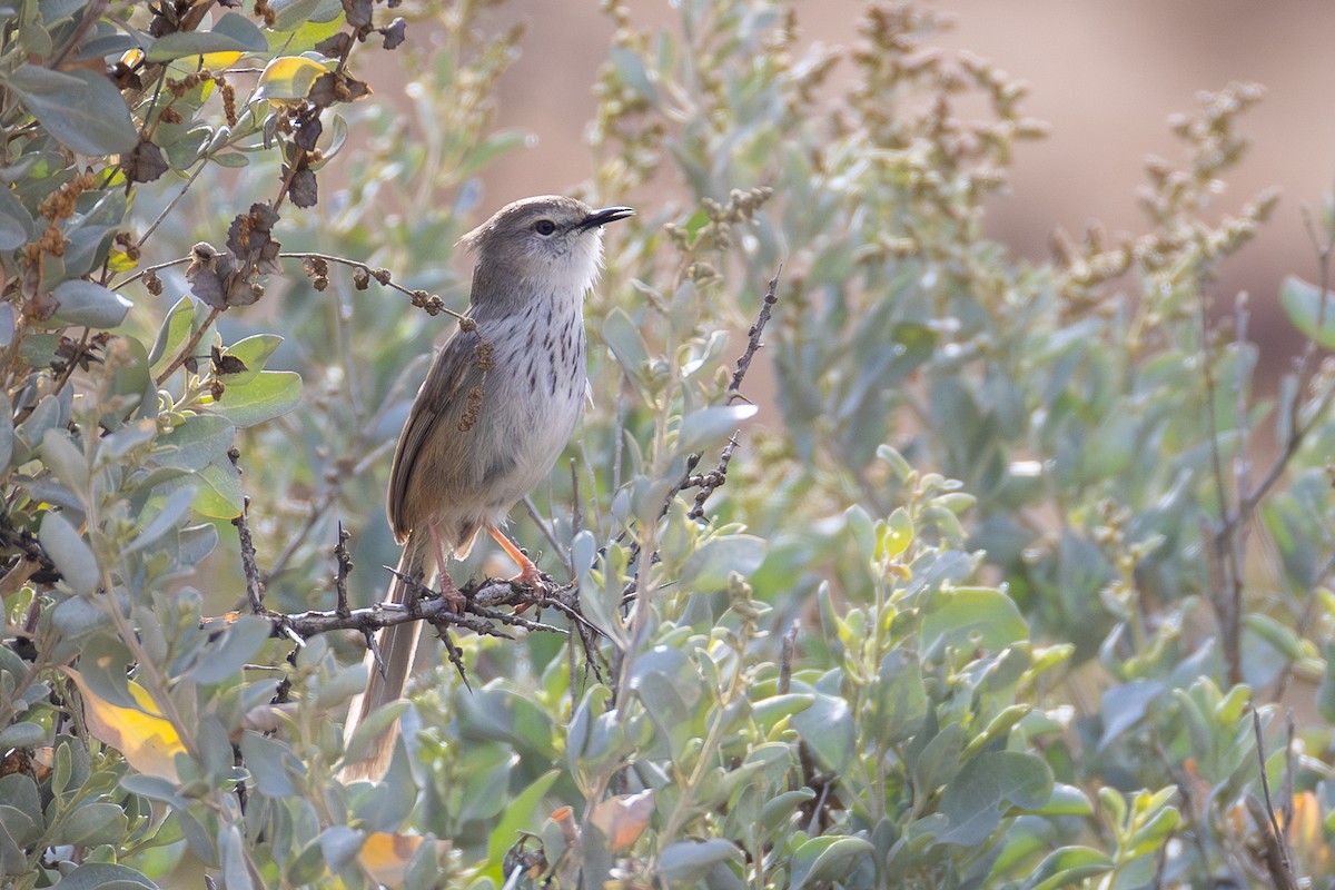 Prinia Namaqua - ML643021916