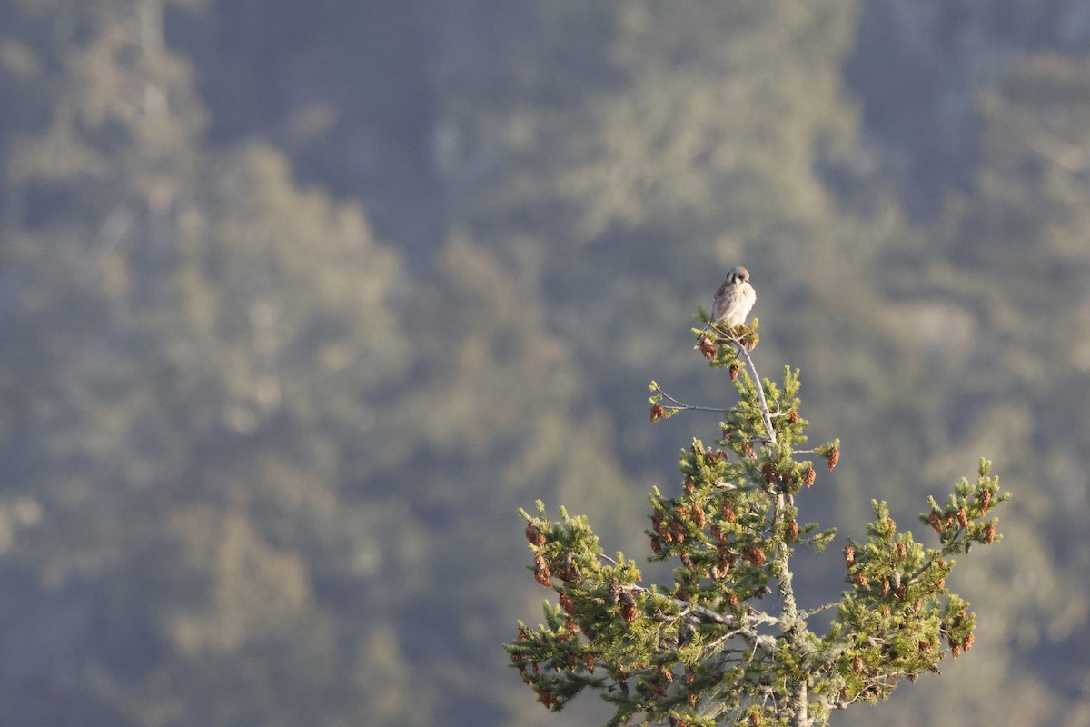 American Kestrel - ML643021917