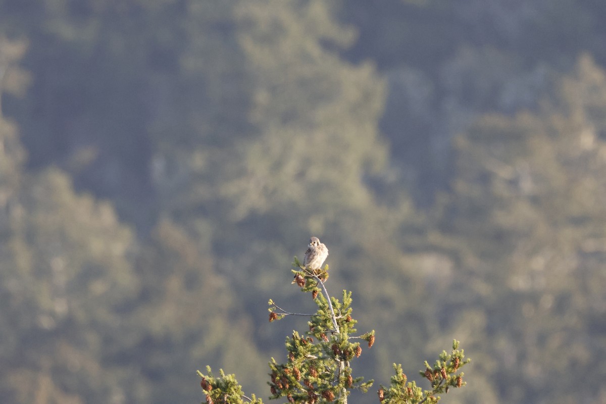 American Kestrel - ML643021918