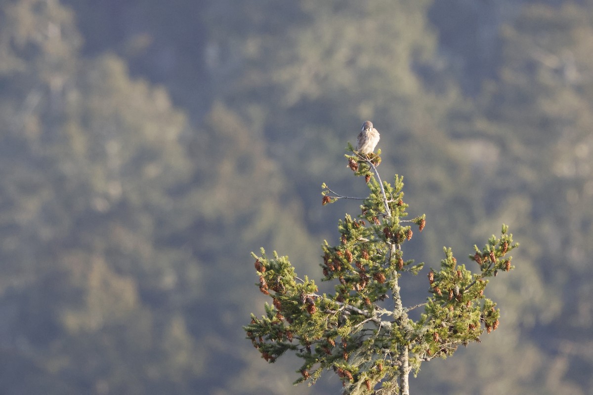American Kestrel - ML643021919