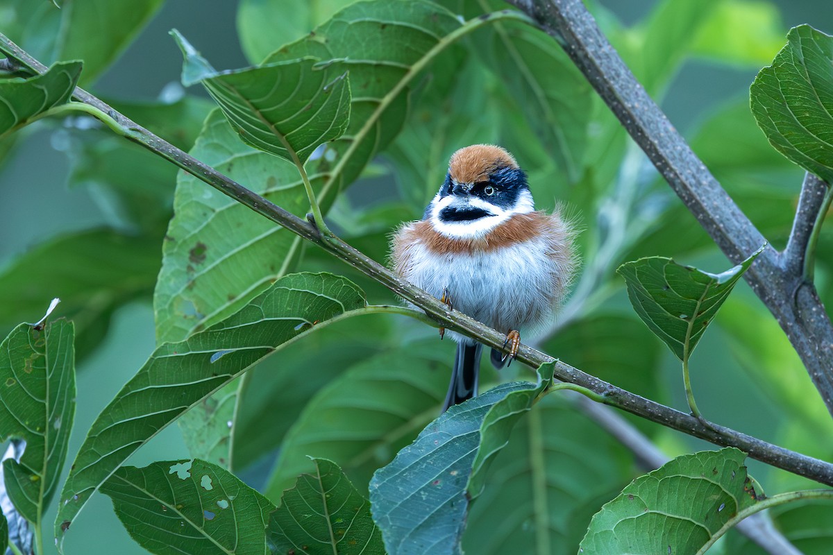 Black-throated Tit - ML643021921