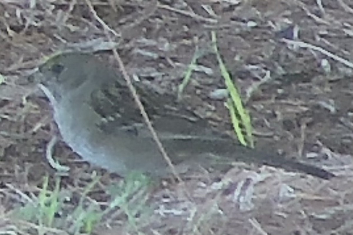 Golden-crowned Sparrow - ML643021924