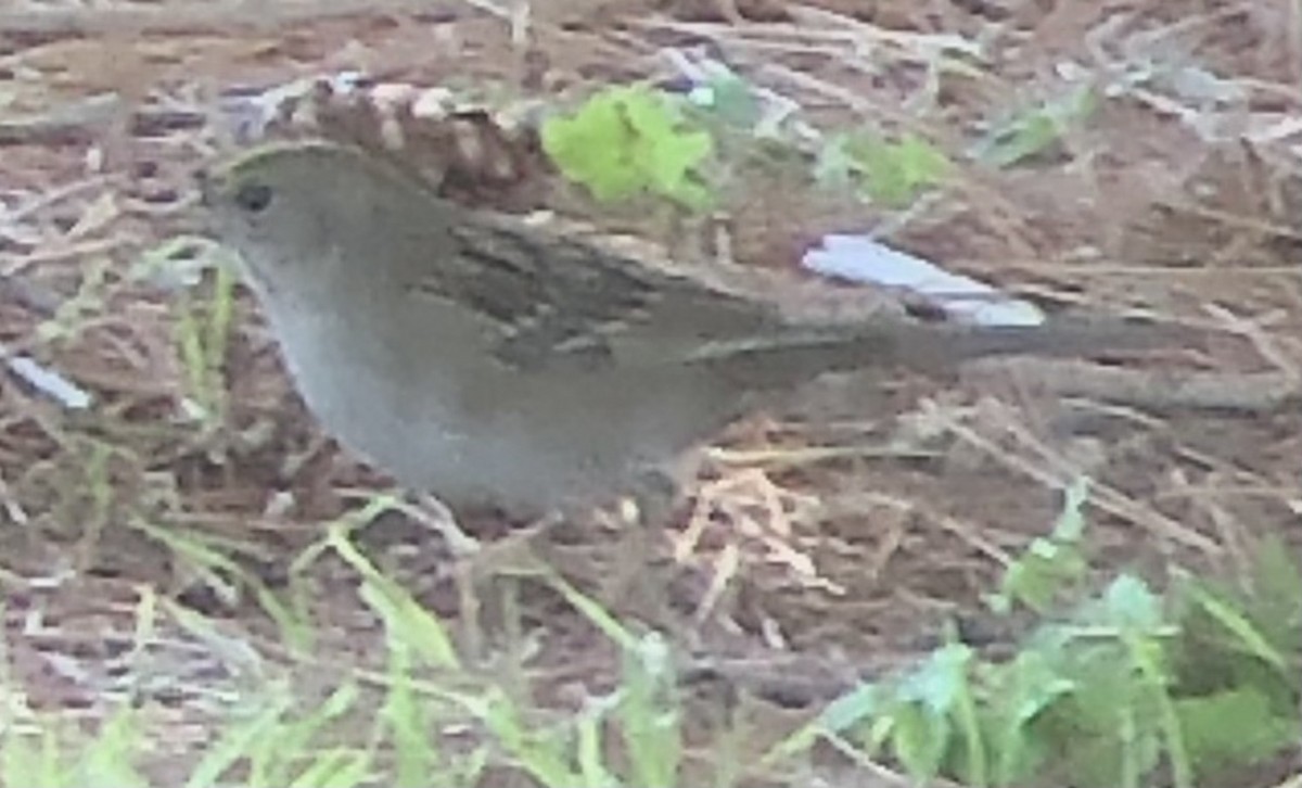 Golden-crowned Sparrow - ML643021925