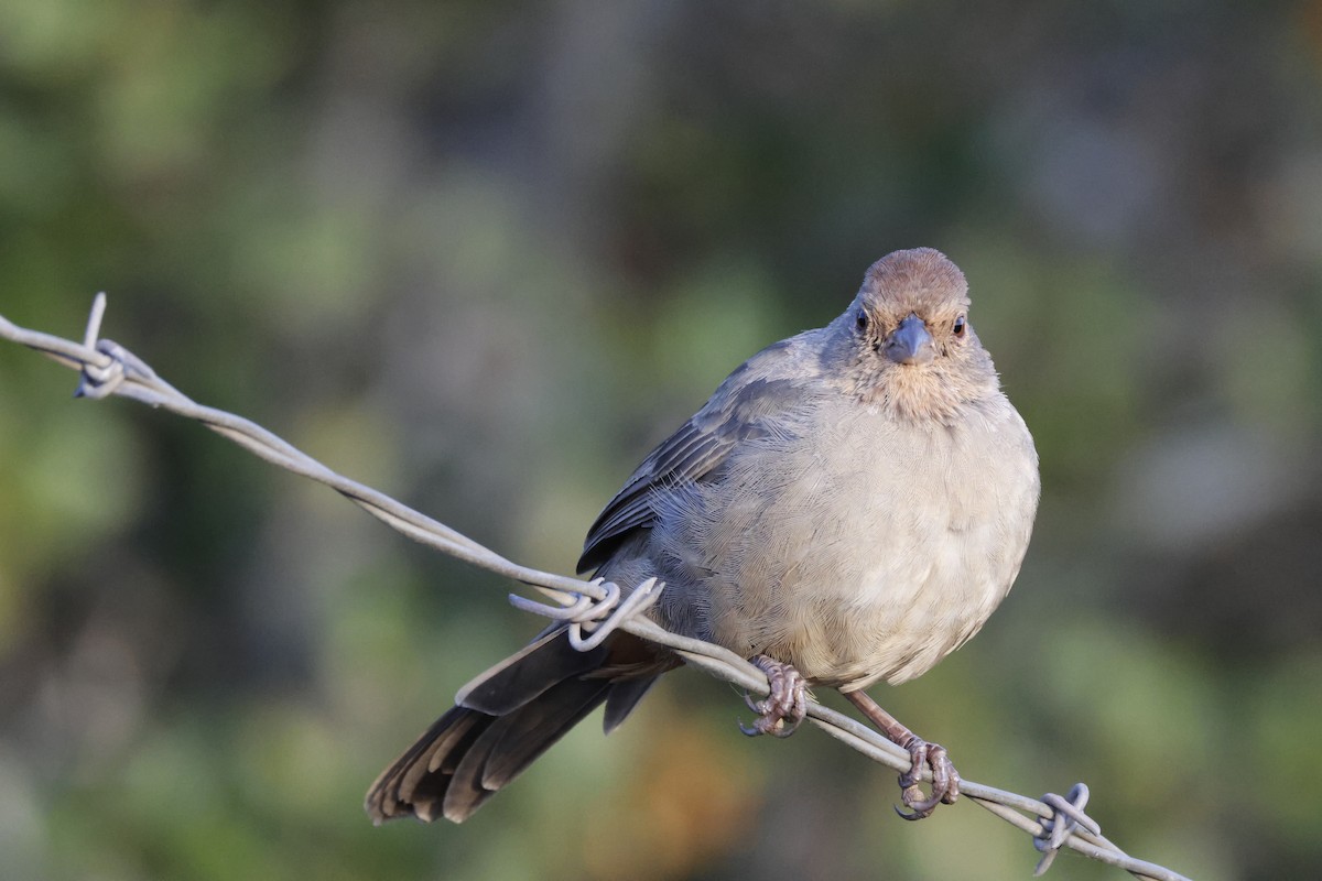California Towhee - ML643021926