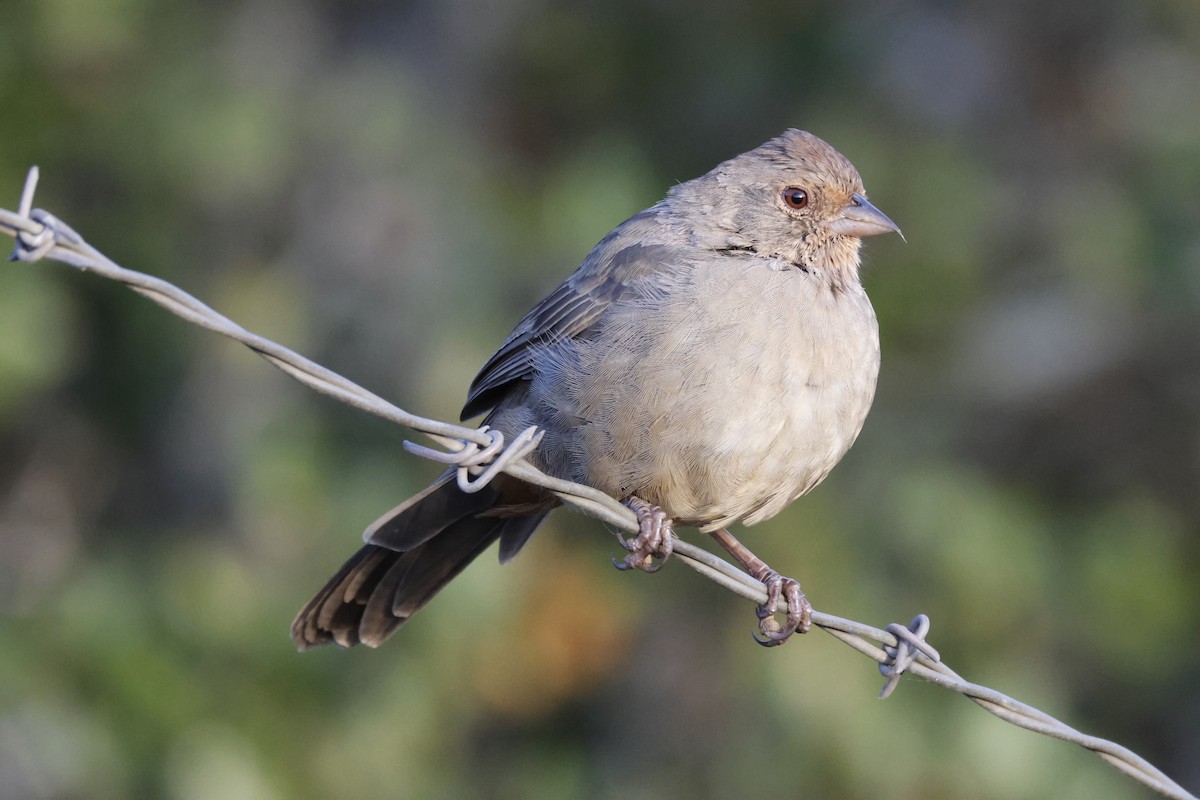 California Towhee - ML643021927