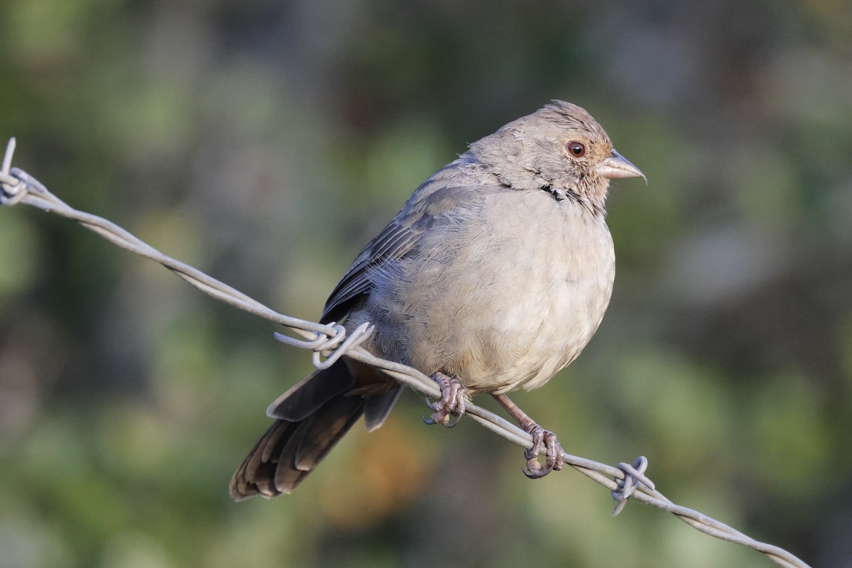California Towhee - ML643021928