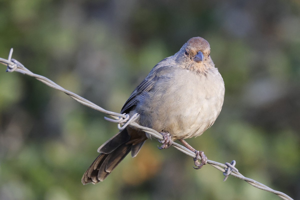 California Towhee - ML643021929