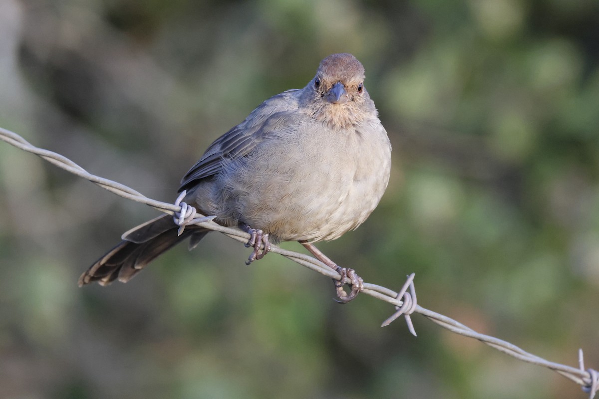 California Towhee - ML643021930