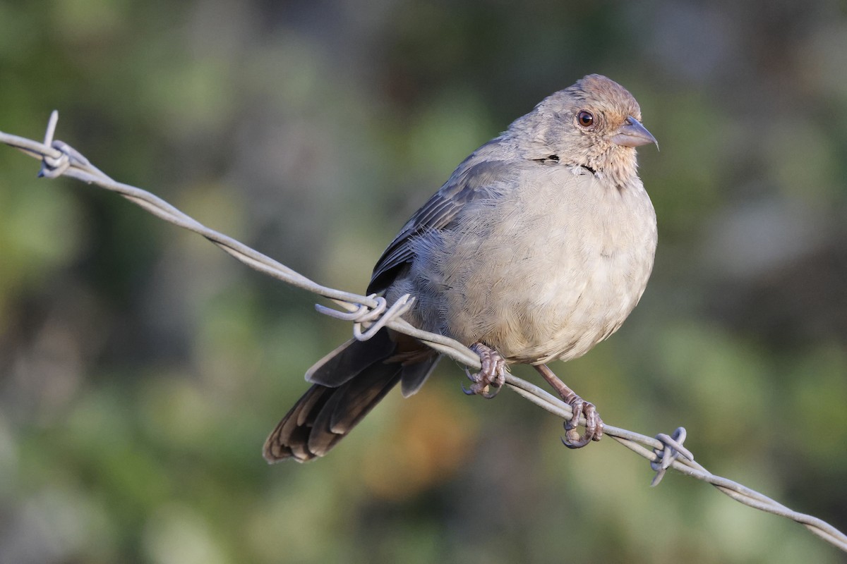 California Towhee - ML643021931