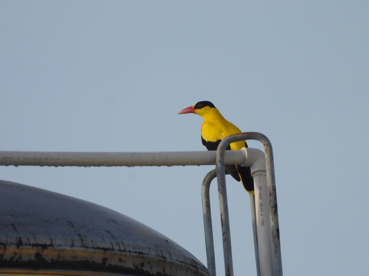 Black-naped Oriole - ML643021933