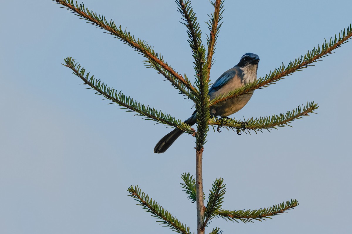 California Scrub-Jay - ML643021935
