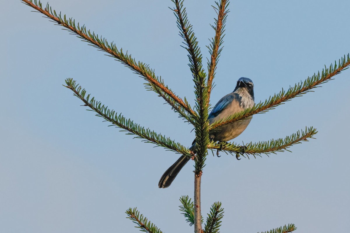 California Scrub-Jay - ML643021936