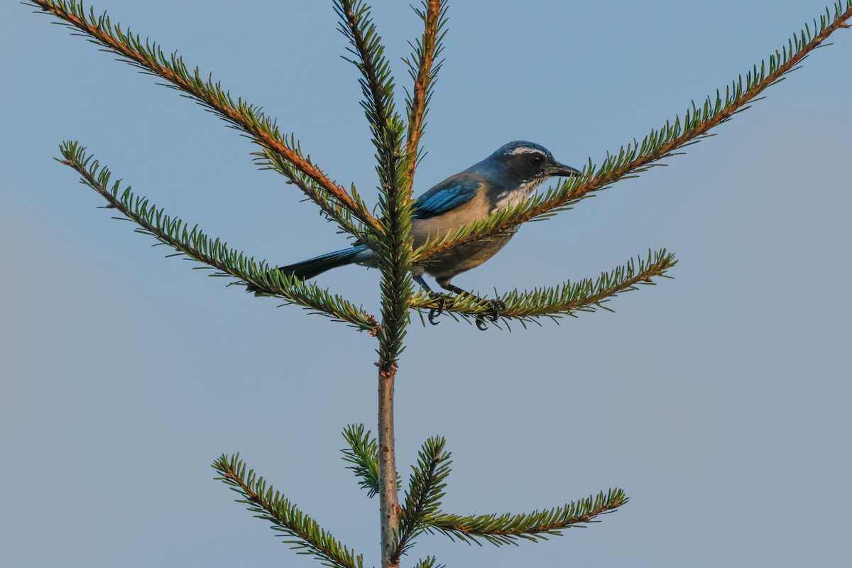 California Scrub-Jay - ML643021937