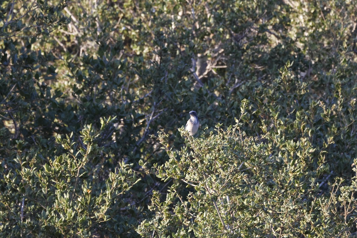 California Scrub-Jay - ML643021938
