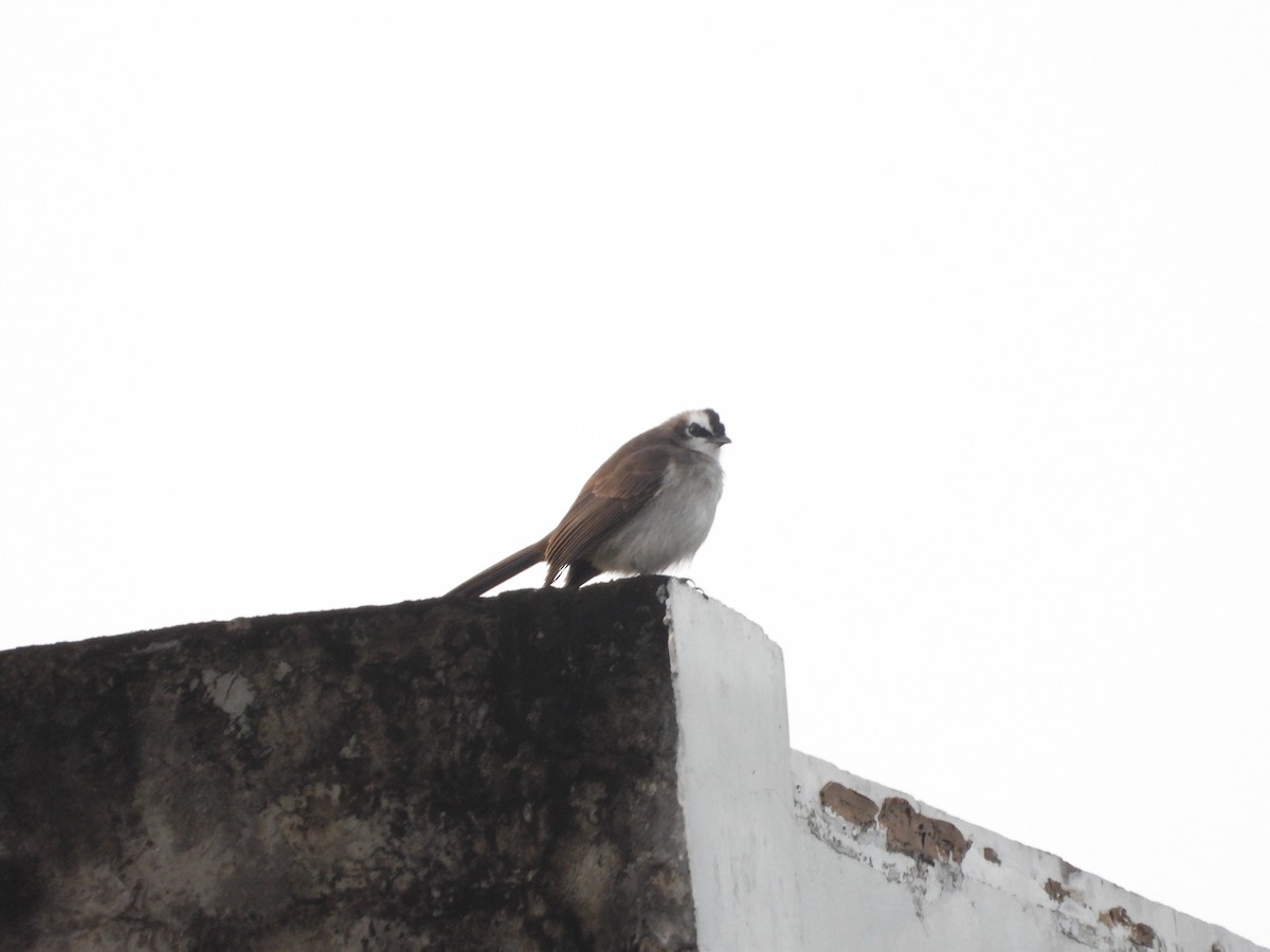 Yellow-vented Bulbul - ML643021939