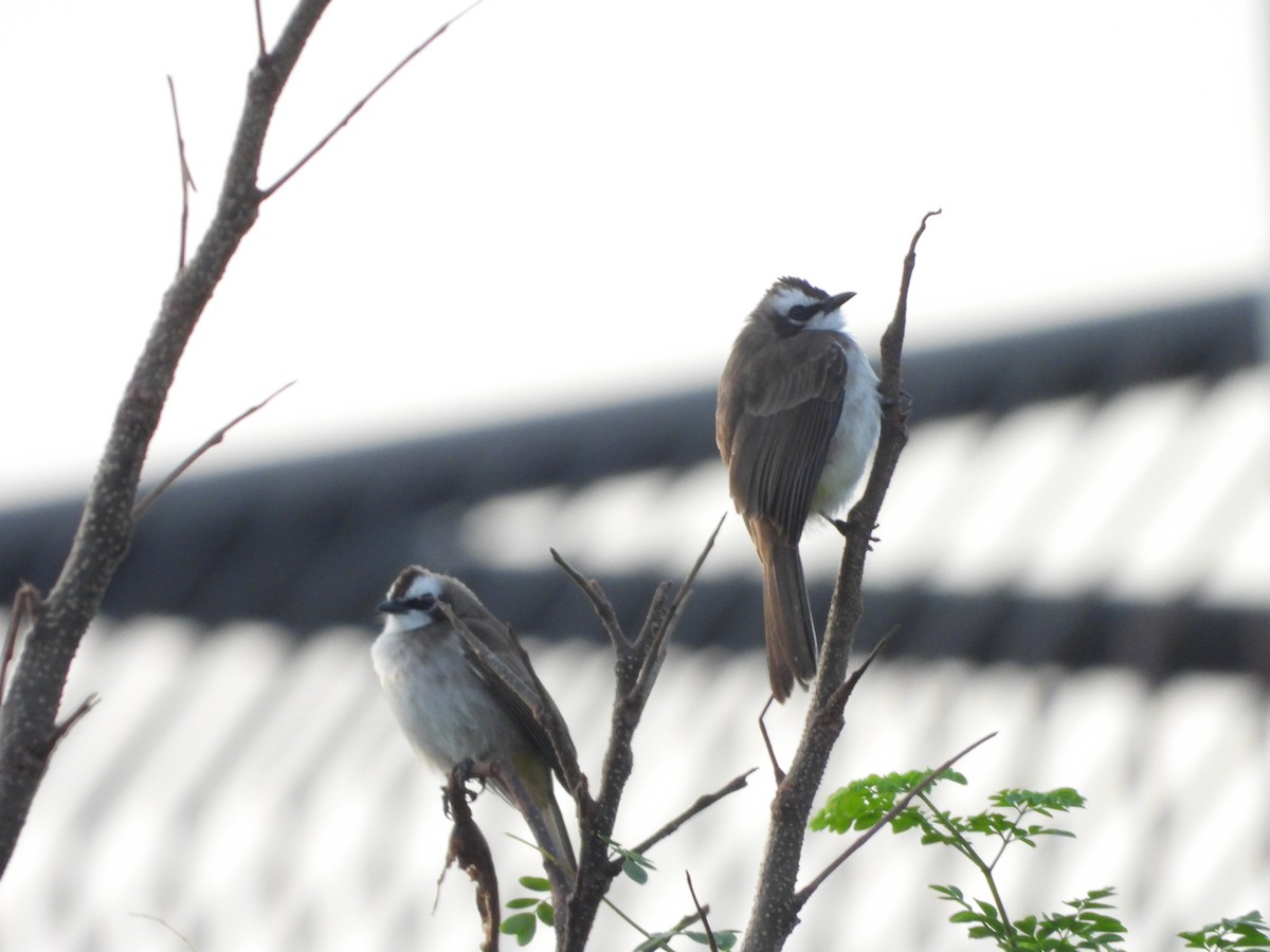 Yellow-vented Bulbul - ML643021940