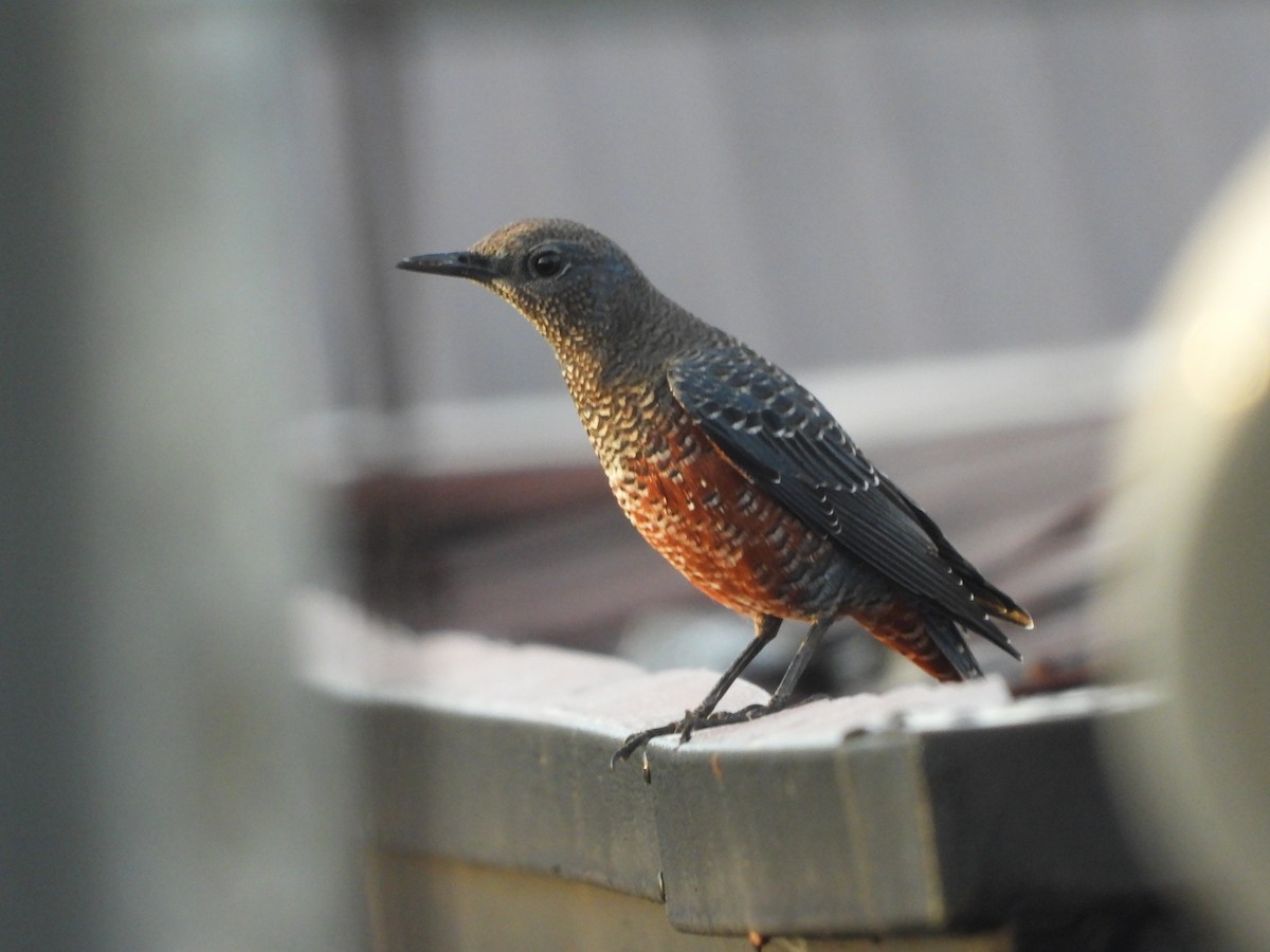 Blue Rock-Thrush - ML643021941