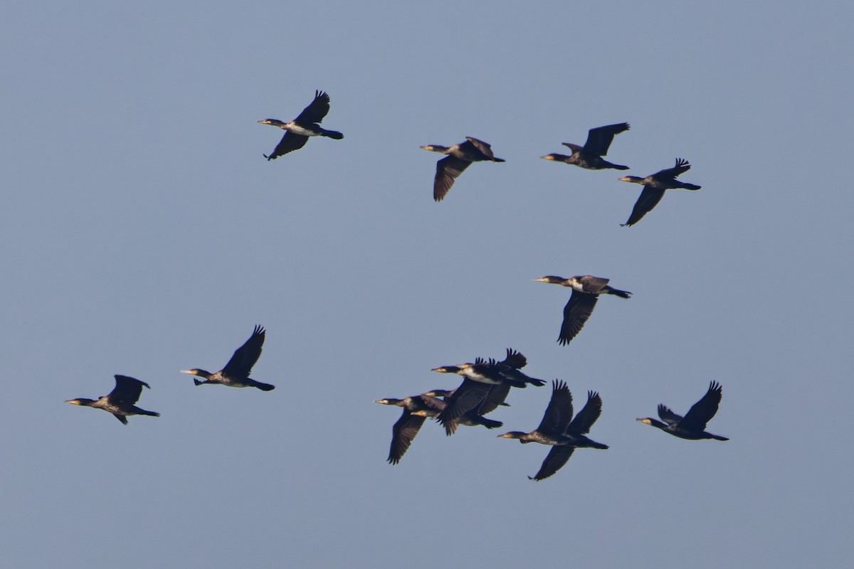 Great Cormorant - ML643021942