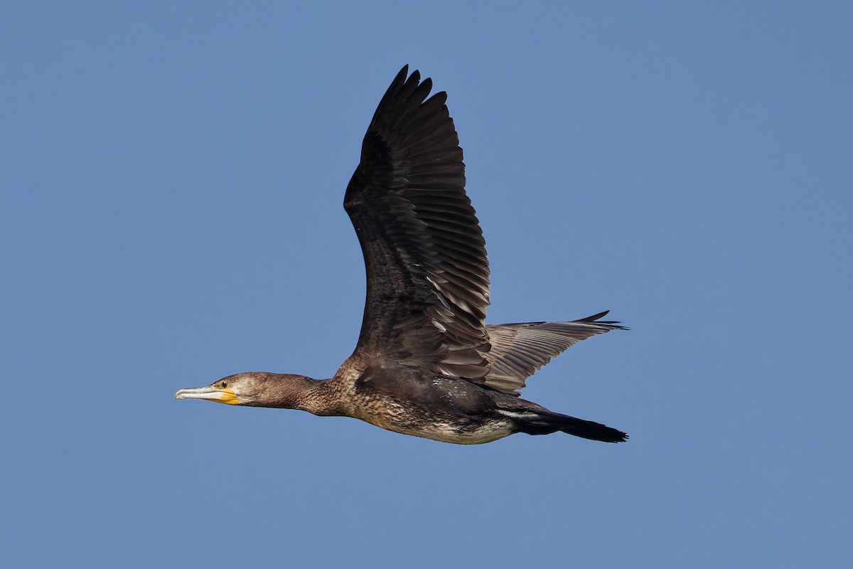 Great Cormorant - ML643021943