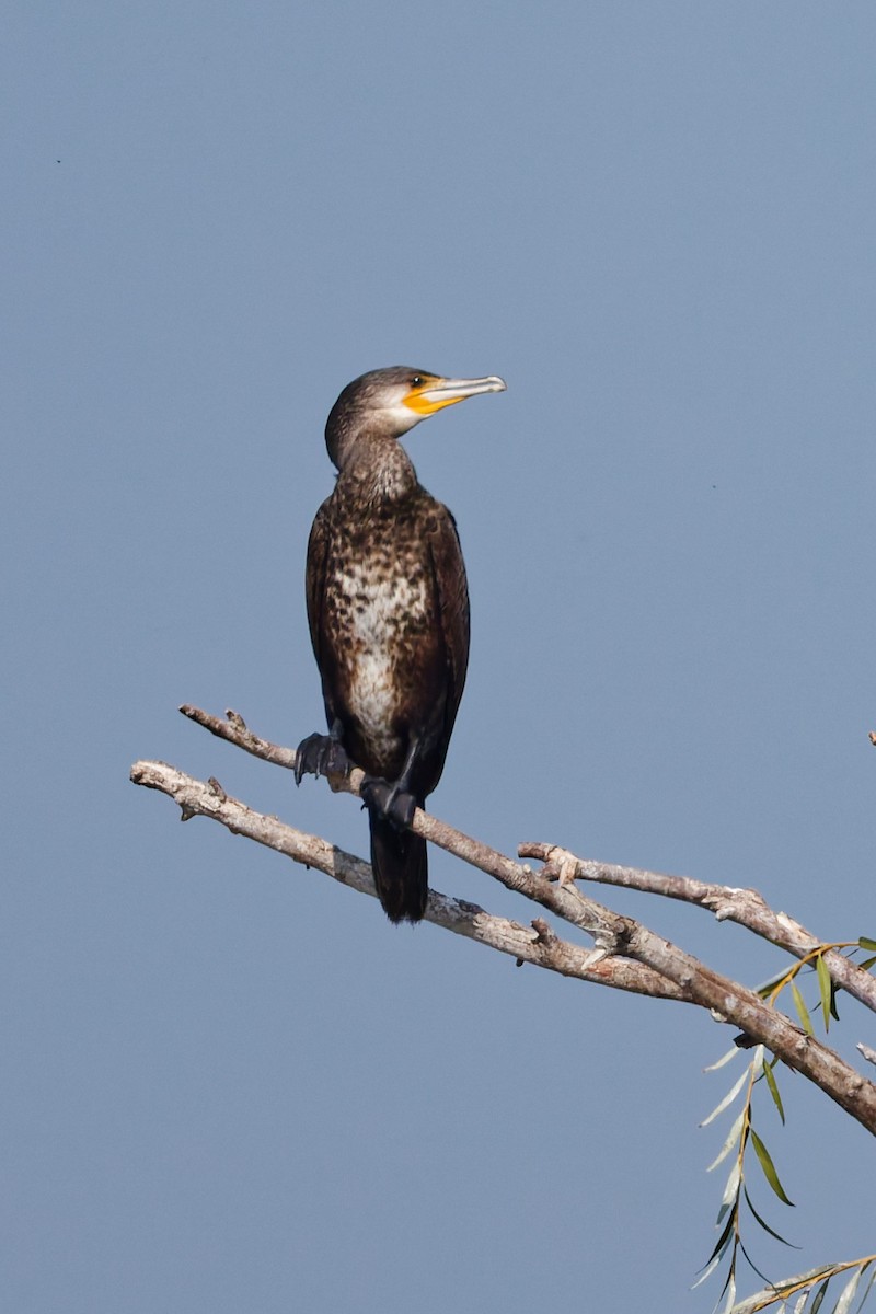 Great Cormorant - ML643021944