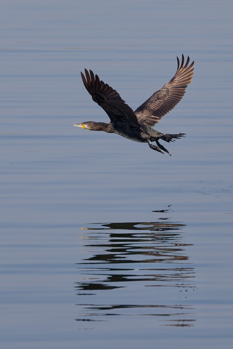 Great Cormorant - ML643021945