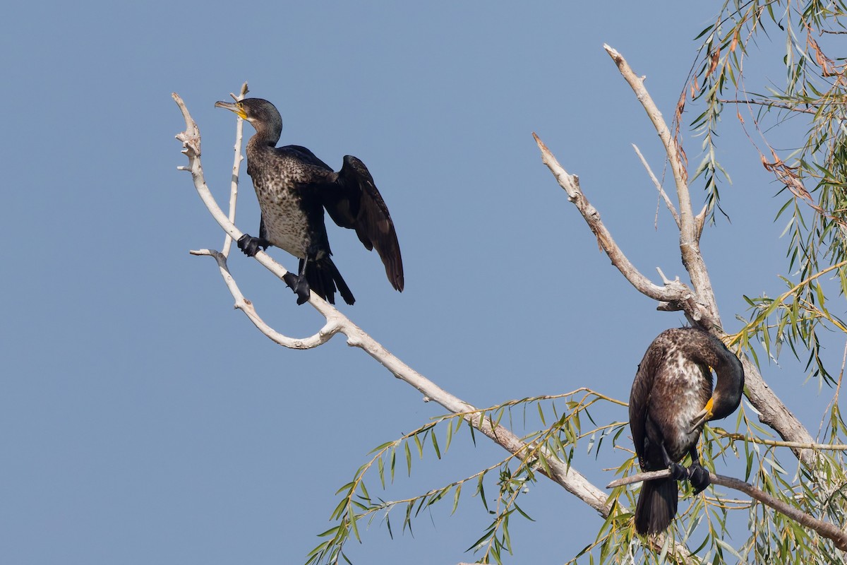 Great Cormorant - ML643021946