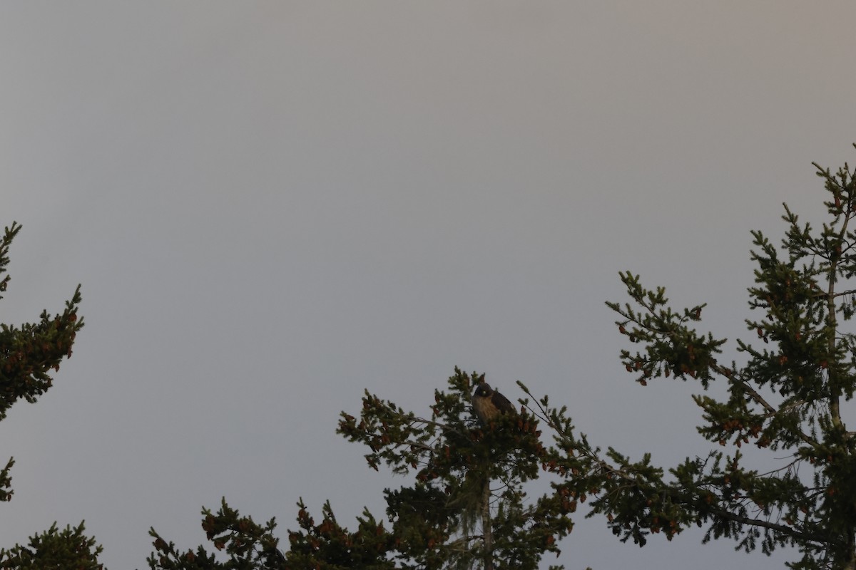 Buse à queue rousse - ML643021949