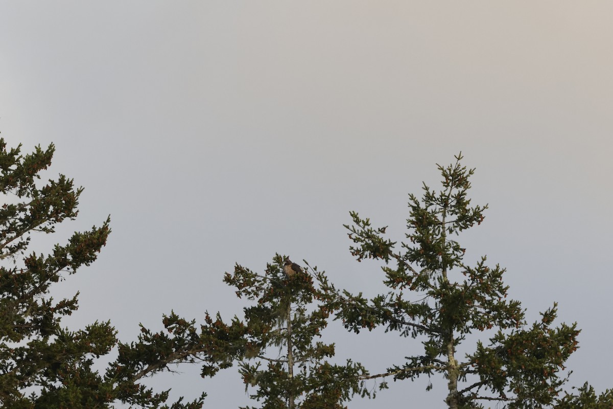 Buse à queue rousse - ML643021950