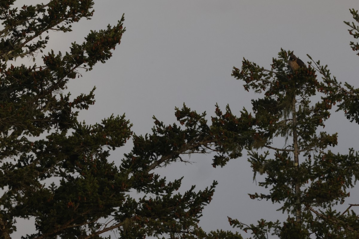 Buse à queue rousse - ML643021951