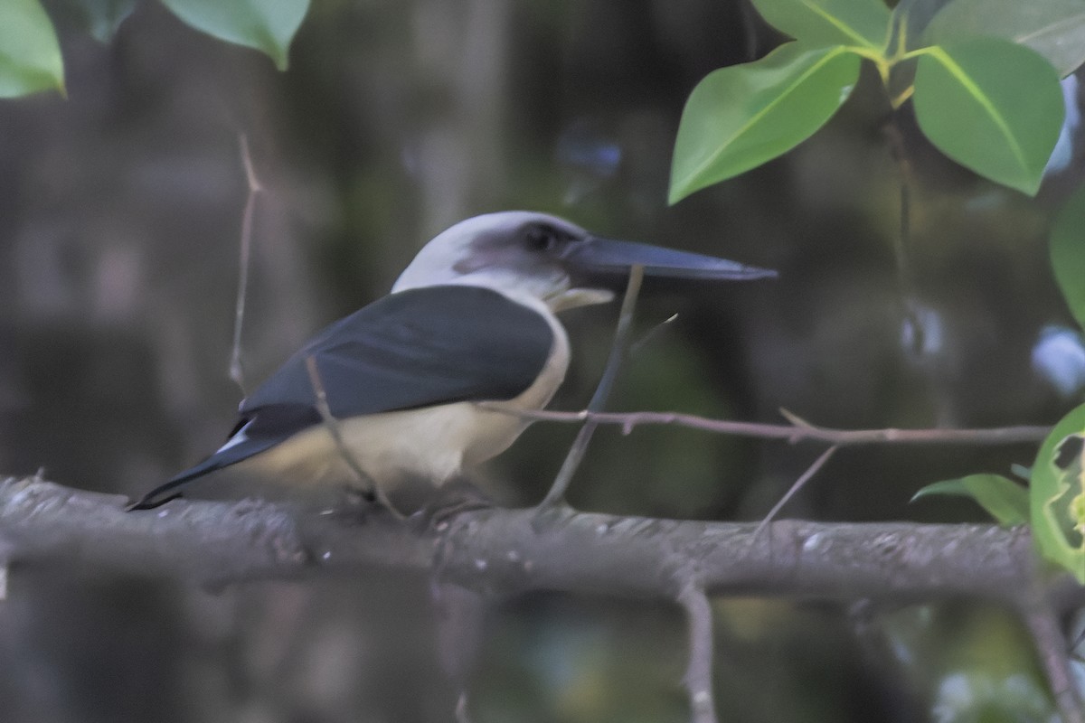 Great-billed Kingfisher - ML643021973