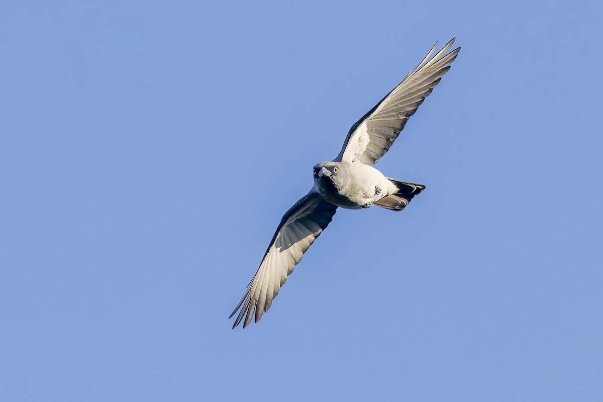 White-rumped Cuckooshrike - ML643021979