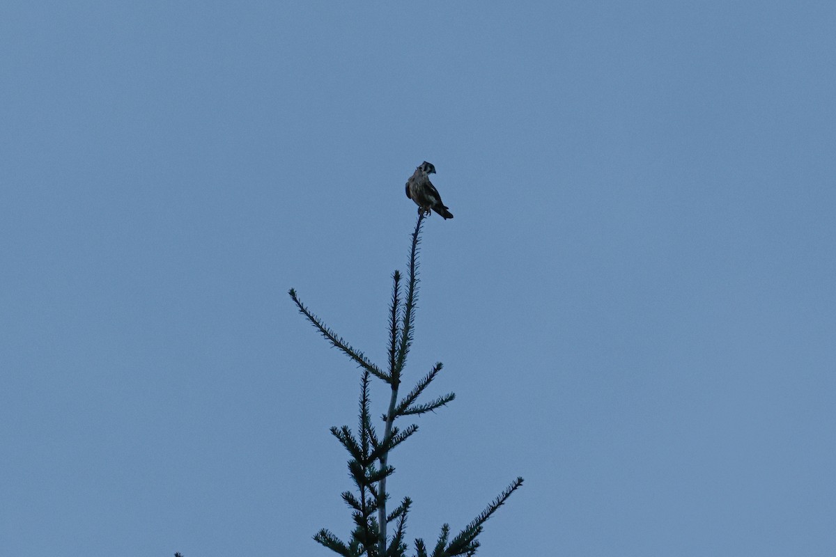American Kestrel - ML643022002
