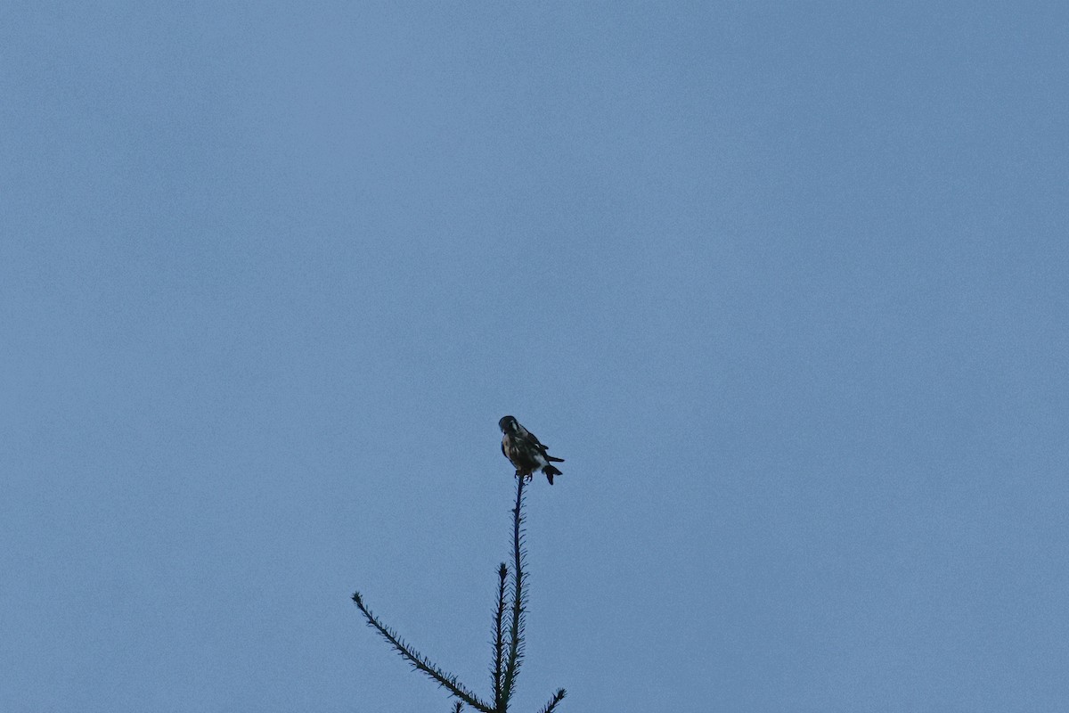 American Kestrel - ML643022003