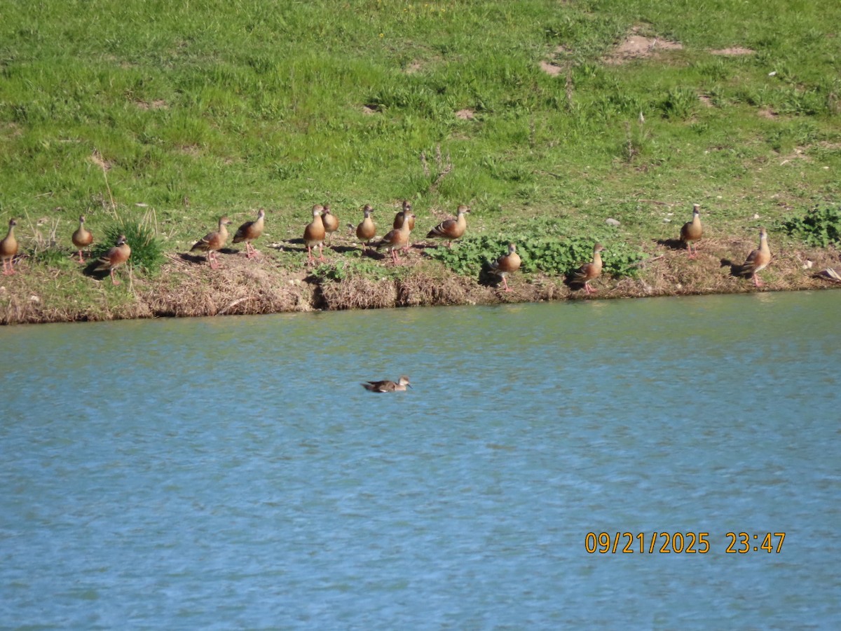 Plumed Whistling-Duck - ML643022004